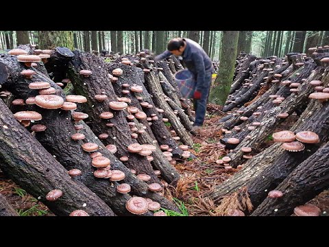 How Japanese Farmers Harvest Millions of Shiitake Mushrooms in Forests