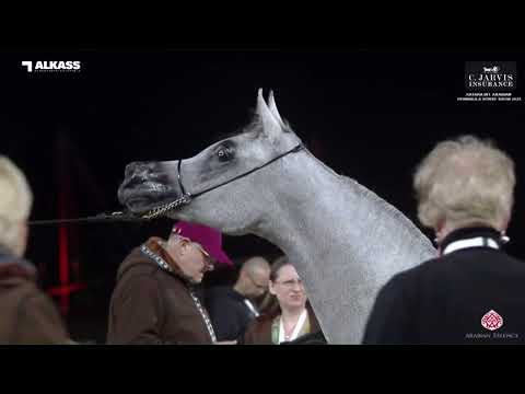 N.44 TARA AL SUMUD - Katara Int. Arabian Peninsula Horse Show 2023 - Fillies 2 Years Old Section...