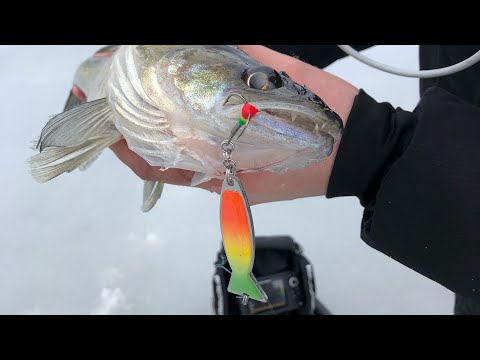 Kuhan pilkintää keväällä - Kuhanpilkintä - Pystypilkki - Jasu - Kaikuluotain - Kuha - Eumer Fishing