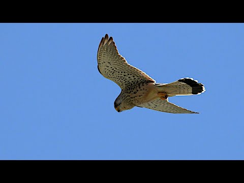Faucon crécerelle en vol stationnaire au ralenti en 4K UHD