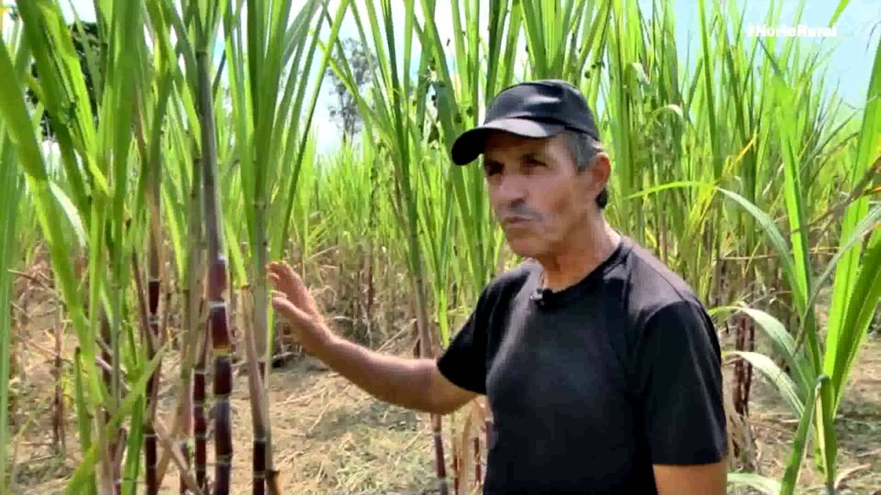 Norte Rural | Recomendações técnicas para o plantio de cana de açúcar
