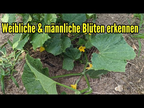 , title : 'Weibliche & männliche Blüten erkennen an Pflanzen wie z.B. Gurken Zucchini Kürbis usw.'