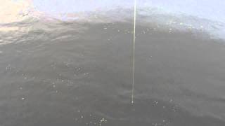 Redfish in Henderson North Flats