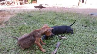 Happy boo boo and bi bi #dog #cuteanimal #cutebaby #cutepet #pets #puppy #pet #animals