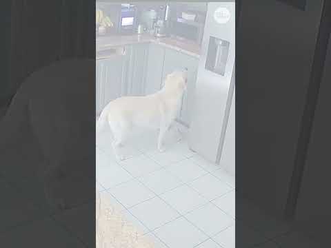 Security footage shows family dog turn on toaster, triggering deadly house fire