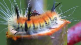 preview picture of video 'DEADLY Fuzzy Caterpillar attacks! Acronicta hesperida.'
