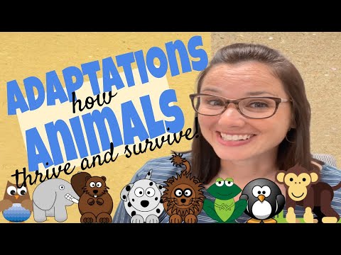 Adaptations, How Animals Thrive and Survive!