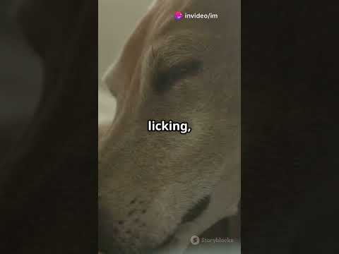 Anal Gland infection in dogs #dog #petcare #anal