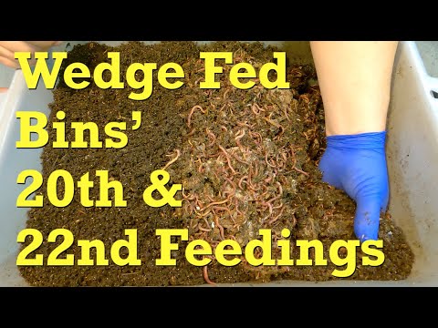 Wedge-fed red wiggler worm bins get 22nd & 20th feedings - vermicompost