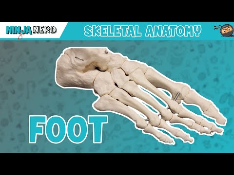 Foot Anatomy | Bones of the Foot