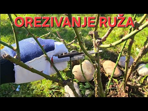 When and how to do winter/spring pruning of roses?