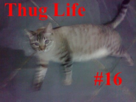 A Gata Dilma #16 - Thug Life