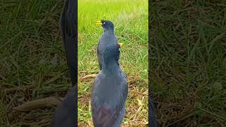 Download lagu suara pikat JALAK KEBO,suara dari alam liar pas untuk pancingan dan jalak bahan mp3