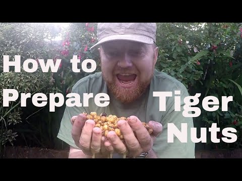Cooking Tiger nuts