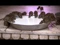 Would You Drink The Milk At This Indian Rat Temple