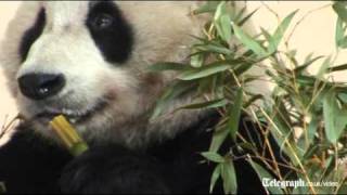 Yang Guang, the chinese giant panda gets used to his new home at Edinburgh Zoo