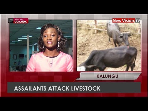 Around Uganda   Assailants attack livestock in Kalungu districts