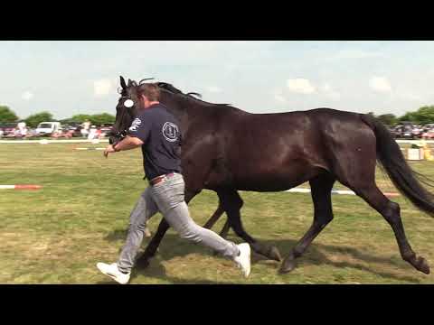 Holsteiner Fohlenschau Föhr 2021 | HF | Dinken x Cormint x Cassini I | St. 4255 | O. Früchtnicht