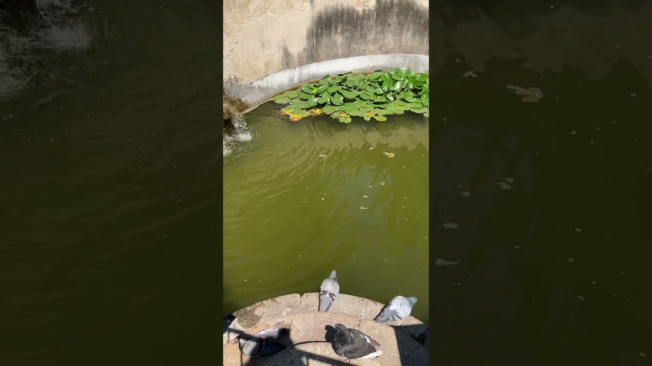 YouTube Short thumbnail