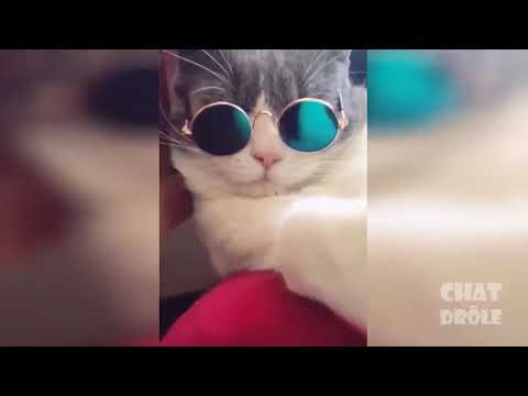 KEDİLERİN TATLI MASUM ANLARI !!!