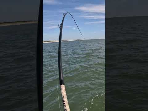 BOTTOM FISHING For BLUEFISH!
