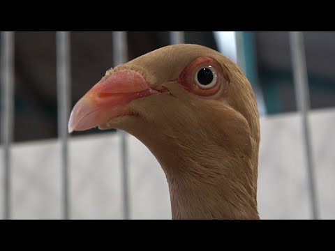 English Magpie pigeon show Netherlands