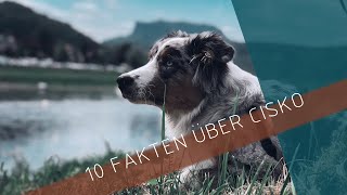 10 Fakten über meinen Hund | CISKO ♡