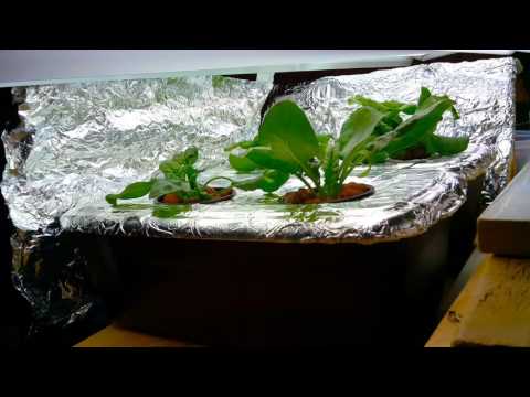 14 Day Hydroponics Timelapse (with nature sounds)