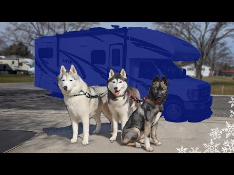 SUPERSIZED Surprise for my Dogs!