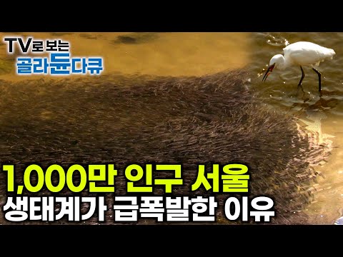 일본에서는 멸종했다는 수달부터, 다양한 멸종 위기종들이 찾는다는 서울 생태계 현 상황