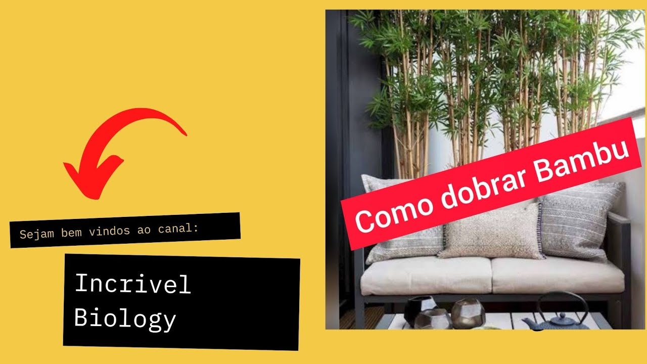 Dobrar Bambu até Ficar Curvado: Uma Arte Antiga e Sustentável @CuriosoMundoDIY