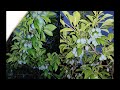 Tăierile In Verde La Prun și Prezentam Un îngrășământ Foliar Foarte Eficient