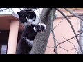 Tuxedo Cat Meow On A Tree