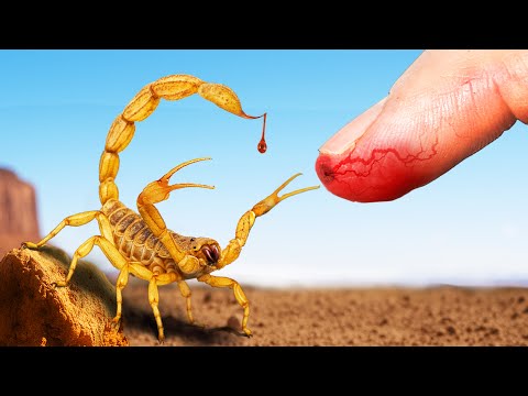 STUNG by America's Deadliest Scorpion!