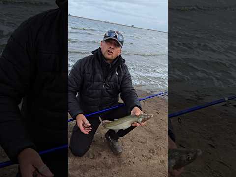 Hermoso MATUNGO de costa en la Hinojo de Trenque Lauquen 😃🎣💪