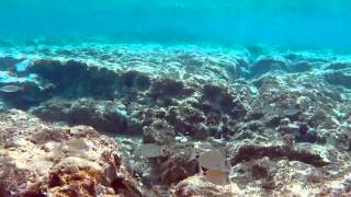 preview picture of video 'Lesvos - Agios Isidoros beach underwater life'