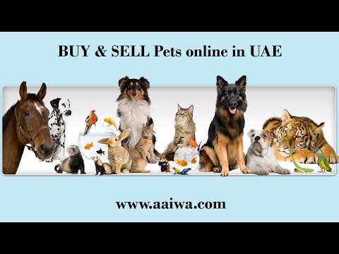 Aaiwa.com - Buy and Sell Pets in UAE - Post Free ads for Pets in Dubai, UAE