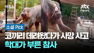 축제장 집어삼킨 코끼리…인명피해까지 발생 #소셜픽 / JTBC 아침&