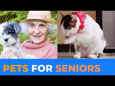 Best Pets for seniors: What you need to know I Health and Nutrition