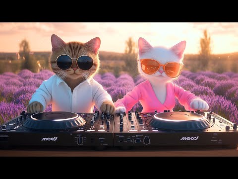 Lavender Dreams 🌸 | Chill House Live Set in the Purple Fields of Provence