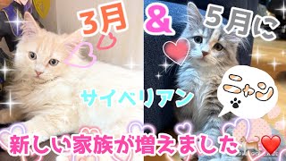 【新しい家族】３月と５月に猫ちゃんを迎えました❤️【サイベリアン】