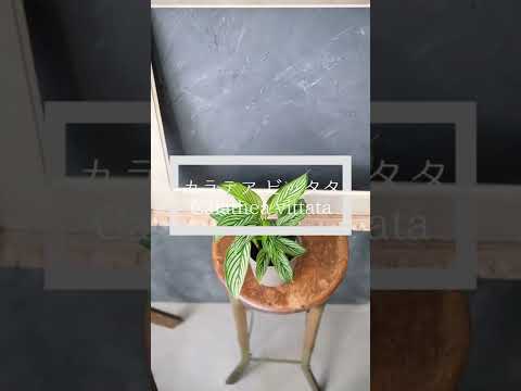 つむじの葉を持つ少女の目 植物