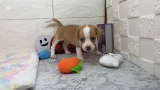 ビーグルの動画01