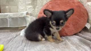 チワワ（ロング）の動画01