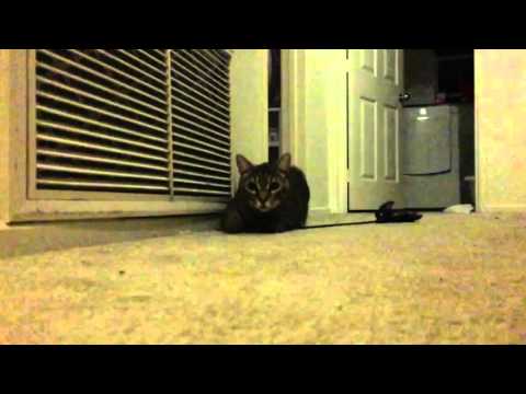 Pouncing cat slow motion