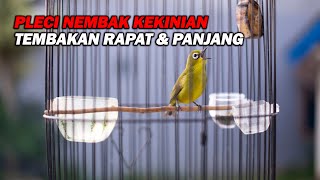 Download lagu PANCINGAN PLECI NEMBAK KEKINIAN PALING DICARI, SPEED RAPAT COCOK UNTUK MASTERAN mp3 Download lagu PANCINGAN PLECI NEMBAK KEKINIAN PALING DICARI, SPEED RAPAT COCOK UNTUK MASTERAN mp3