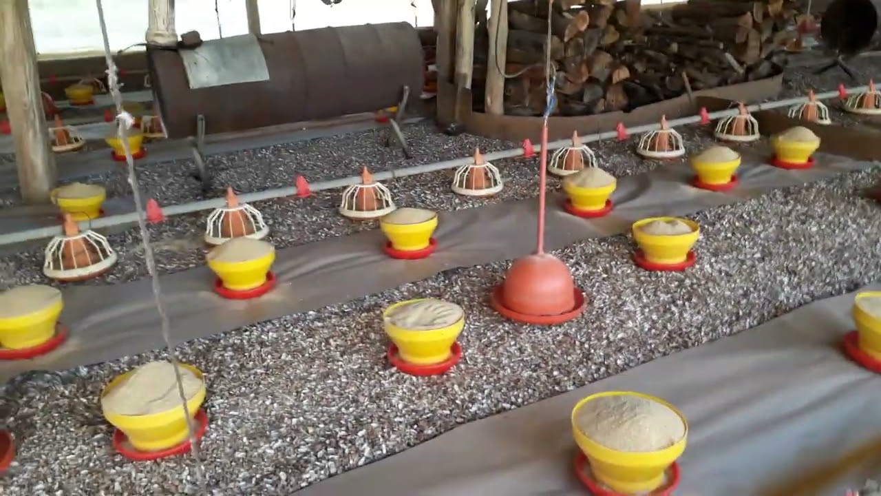 Pré alojamento de pintinhos no aviário 1