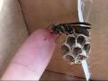Hand feeding your pet Polistes wasps