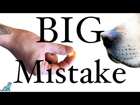 The BIGGEST Mistakes People Make When Treat Training A Puppy