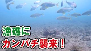 漁礁に現れたカンパチの群れにルアーを落とすと…【漁礁造り】
